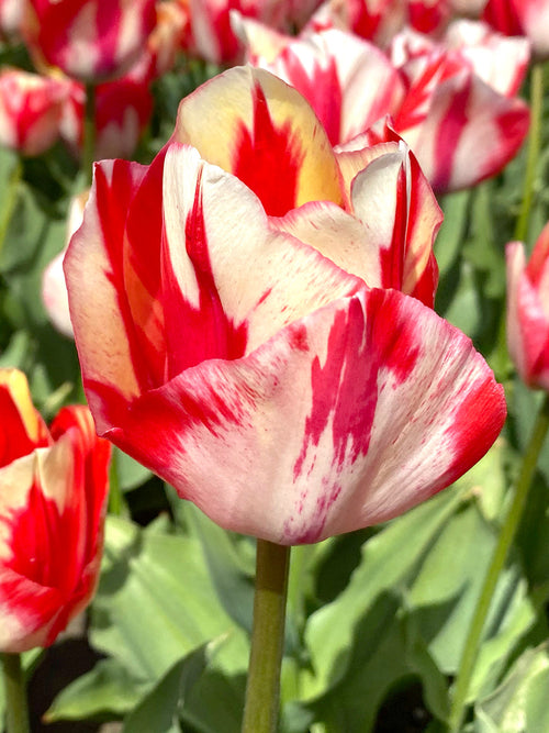 Tulipan Spryng Rembrandt