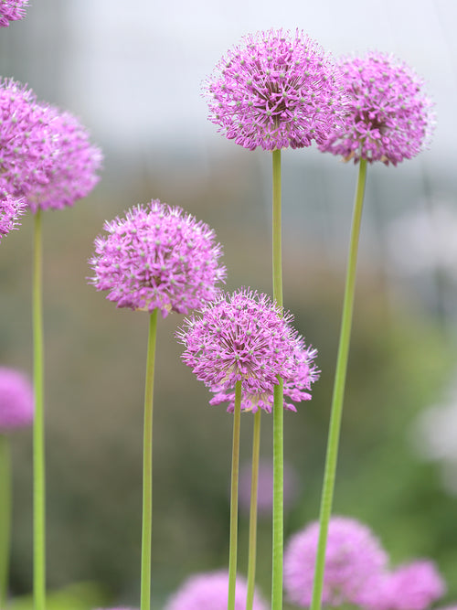 Czosnek ozdobny Pink Sensation (Allium)