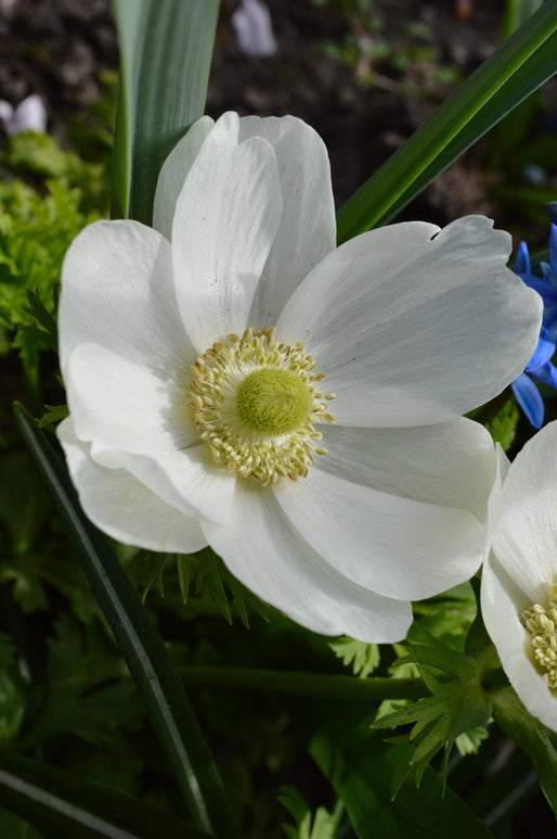 Anemone de Caen The Bride - White Wedding Cut Flowers