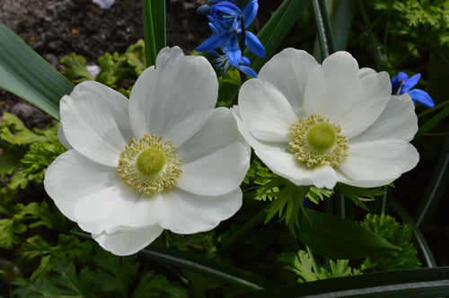 Anemone The Bride White Windflowers - Wedding Flowers