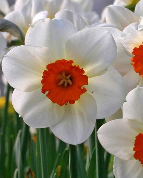 Narcyz (Narcissus) 'Barrete Browning'