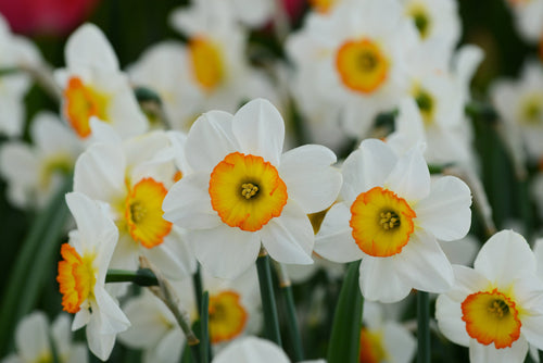 Narcyz Tani (Narcissus) 'Flower Record'