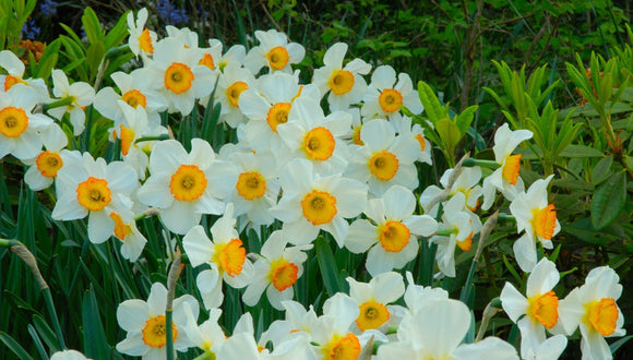 Cebulki kwiatowe Daffodils Flower Record