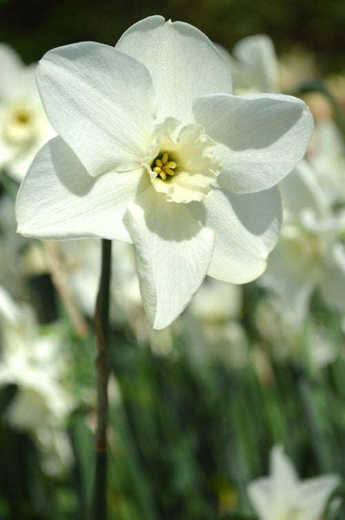 Narcyz (Narcissus) 'Green Eyes'