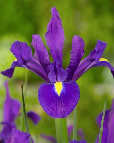 Irys Holenderski Purple Sensation