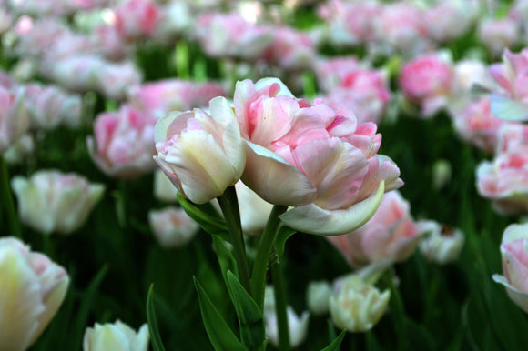 Kup cebulki kwiatowe tulipanów Angelique