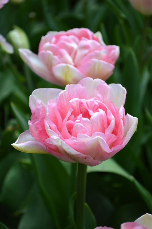  Zamów cebulki kwiatowe tulipanów Angelique