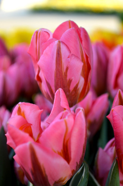 Tulipan Triumph 'Pretty Princess'