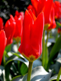 Tulipan Red Emperor