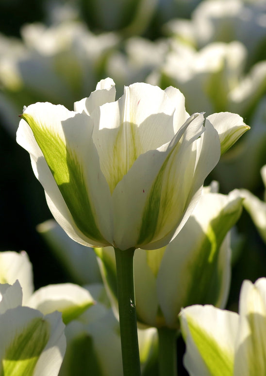 Tulipan 'Spring Green' | Cebulki tulipanów z Holandii