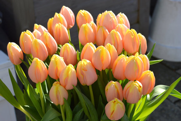 Tulipany brzoskwiniowe z Holandii Mango Charm®